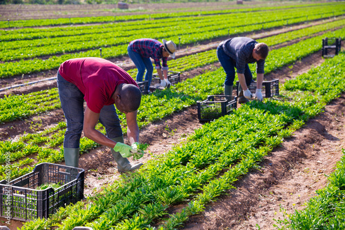 Harvest time. Group of farm workers cutting fresh young leaves of arugula on farm field photo