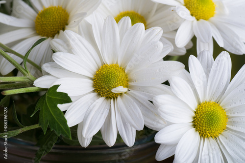 bouquet of white chrysanthemums with dew drops.