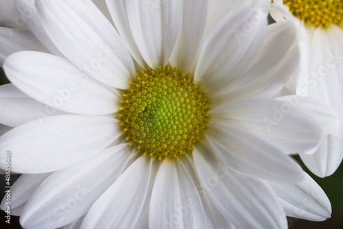 White chrysanthemum flower with a yellow center.