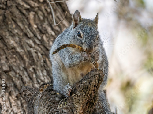 Photography An Arizona Grey Squirrel eating a seed pod in a tree.