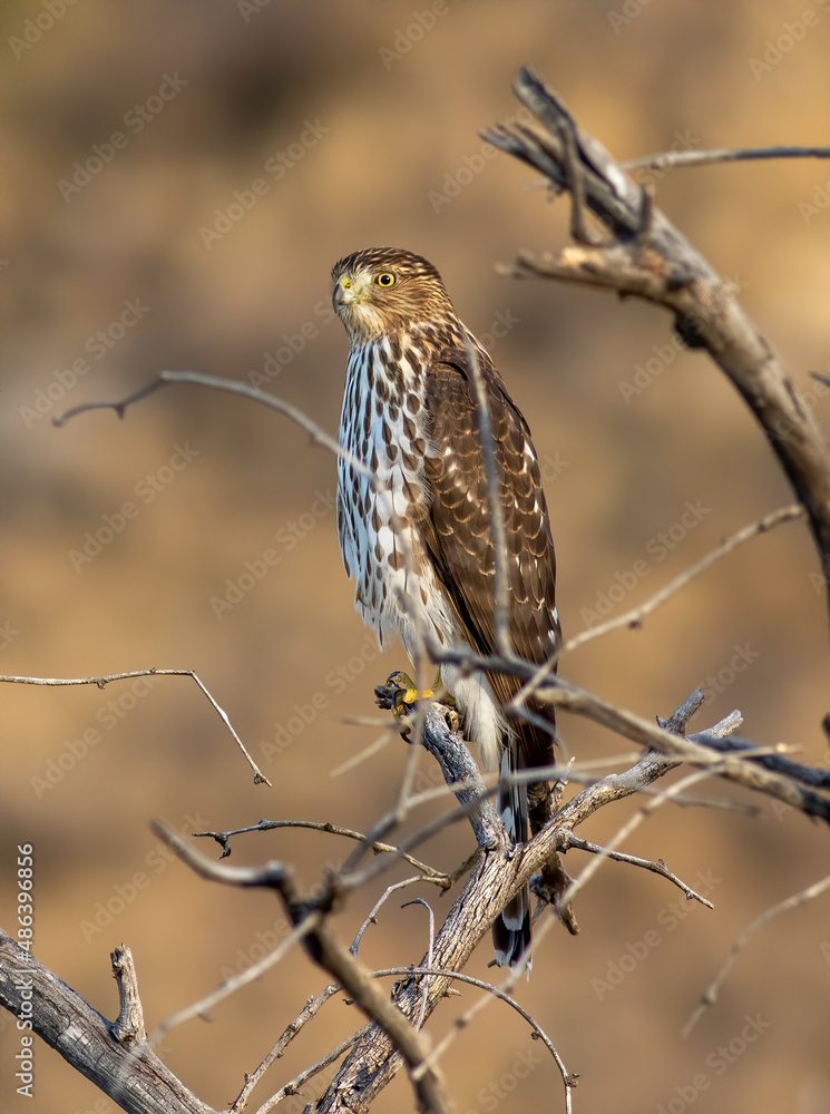 A coopers hawk sits in the top of a dead tree watching for rodents. A coopers hawk sits in the top of a dead tree watching for rodents.