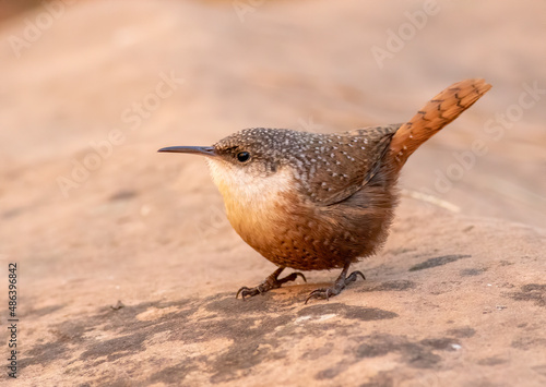Slika na platnu A close-up of a canyon wren sitting on a rock.