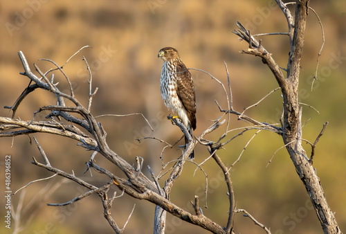 A coopers hawk watches the desert for its next prey  photo