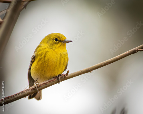 Fotografie, Obraz A pine warbler is a bright bird on a cold winter day.