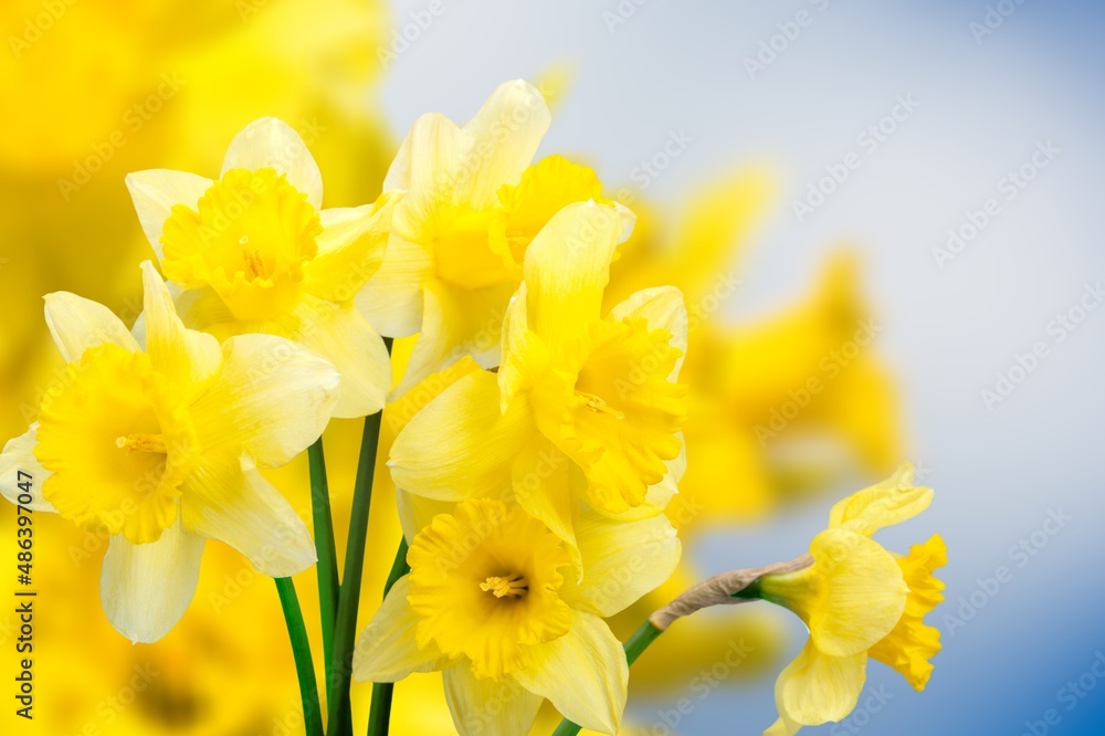 Fresh beautiful Daffodil flowers in gardens Fresh beautiful Daffodil flowers in gardens