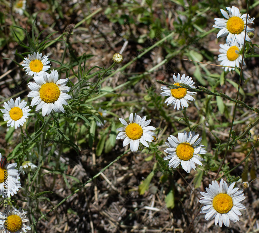 FLORES CAMPO BLANCAS BLANCO AMARILLO FLORES CAMPO BLANCAS BLANCO AMARILLO