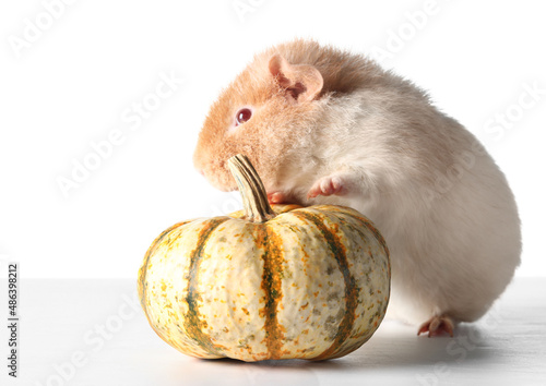 Funny Guinea pig with pumpk...