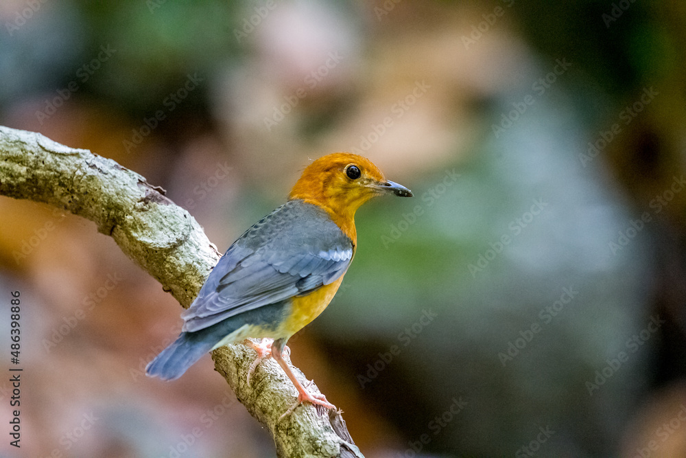 bird resting on tree.
Rufous-chested Flycatcher.Common Emerald Dove. bird resting on tree.
Rufous-chested Flycatcher.Common Emerald Dove.