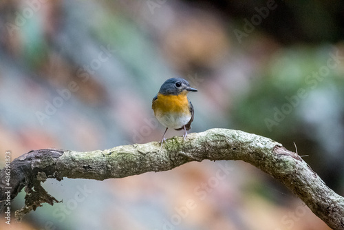 bird  resting on tree. Rufous-chested Flycatcher.Common Emerald Dove. © Doloh