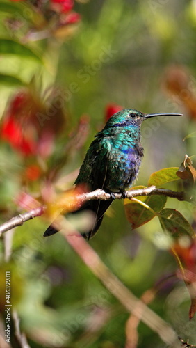 Sparkling violetear (Colibri coruscans) hummingbird perched in a flower bush in Cotacachi, Ecuador