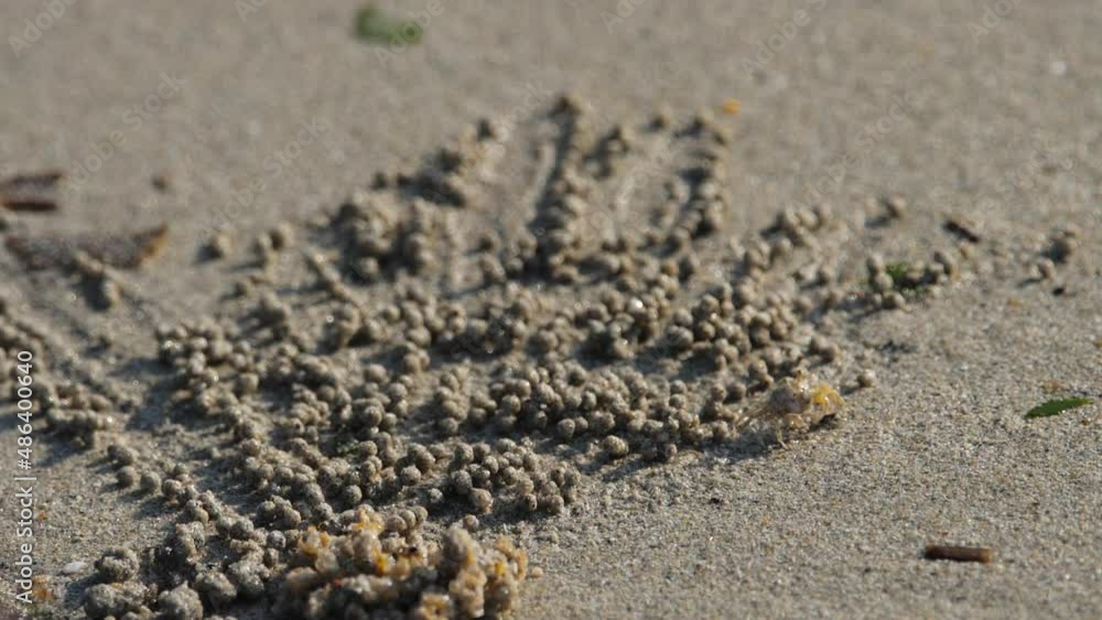 Crab rolls balls of sand Crab rolls balls of sand