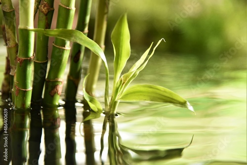 Fototapeta Naklejka Na Ścianę i Meble -  water bamboo forest background