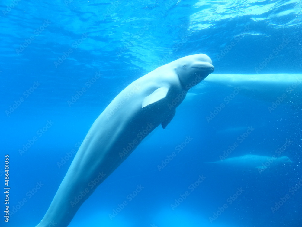 Fototapeta premium Beluga