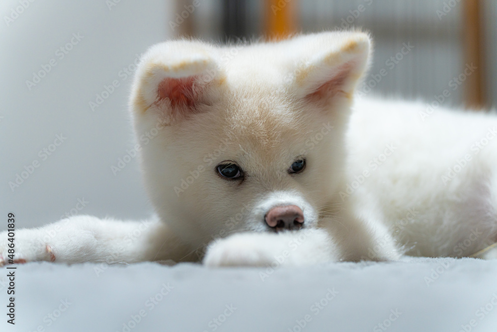 生後3か月の白の秋田犬