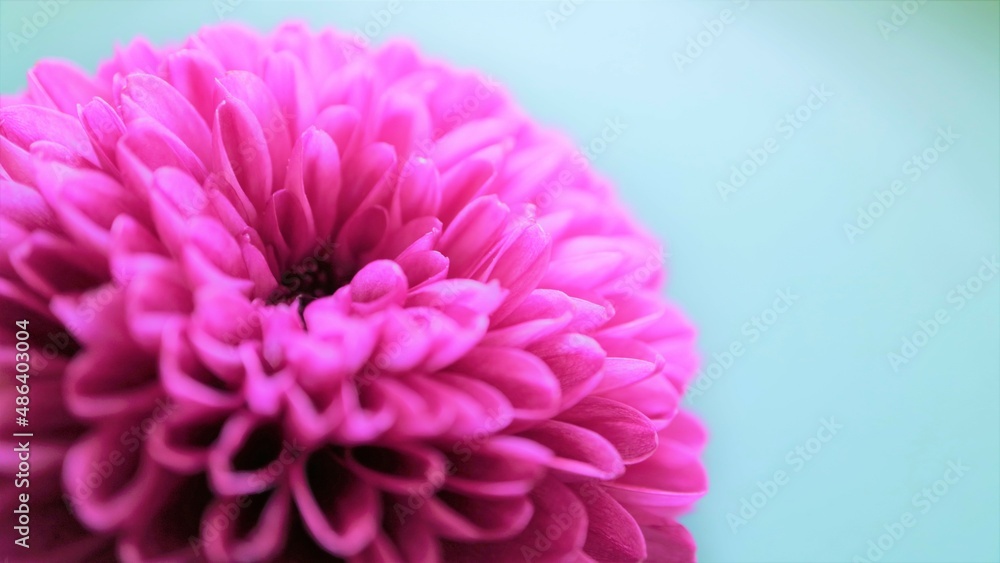 cute flower pink round flower background blue cute flower pink round flower background blue