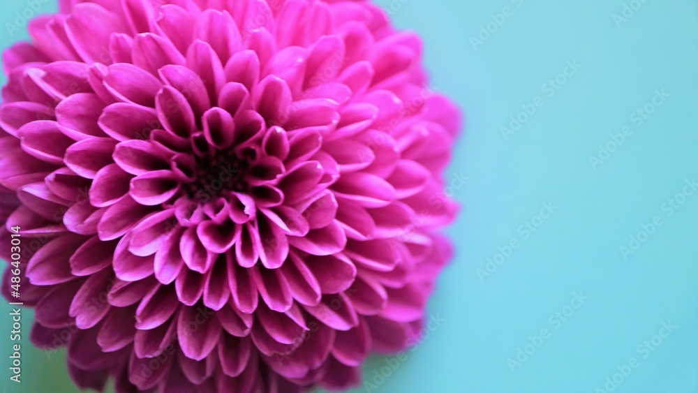 ポンポン菊 ピンクの丸い花 ポンポン菊 ピンクの丸い花