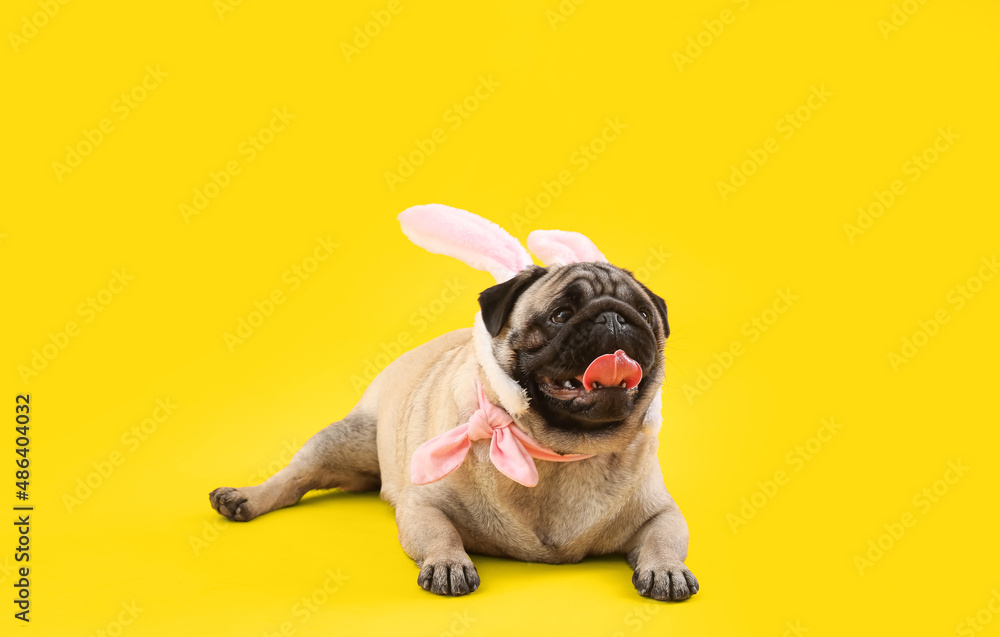 Funny pug dog with bunny ears on color background. Easter celebration