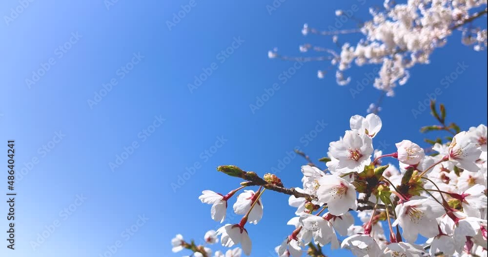 Background image of cherry blossoms in full bloom and blue sky in spring Background image of cherry blossoms in full bloom and blue sky in spring
