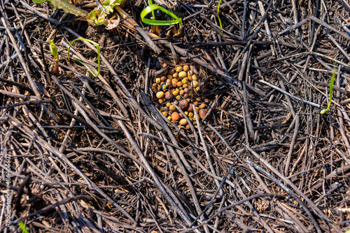 Bild auf Leinwand rodents made stocks of plant seeds that were burned and lost their germination i