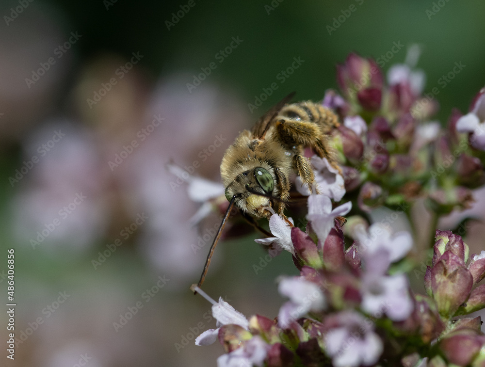 Green eyed bee on oregano flowers (Eucerini) Green eyed bee on oregano flowers (Eucerini)
