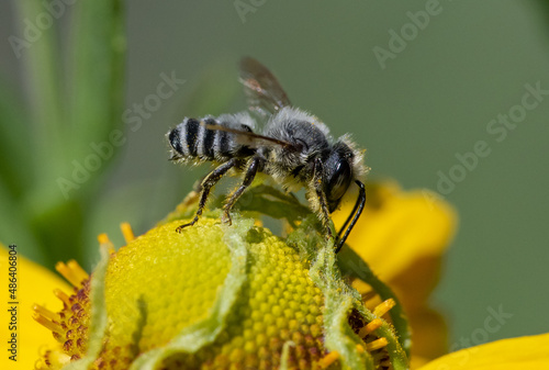 Male Leaf-cutter Bee on yellow flower (Megachile)