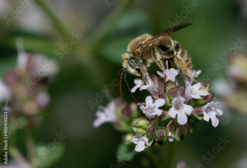 Melissodes, Long-horned Bee, on oregano flowers