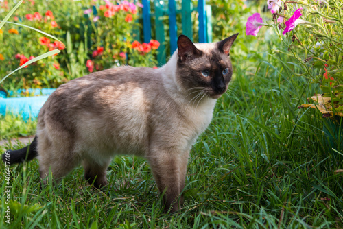 a cat walks in the garden on the grass, an animal in the country, a Siamese cat hunts mice in the village © Дмитрий Солодянкин