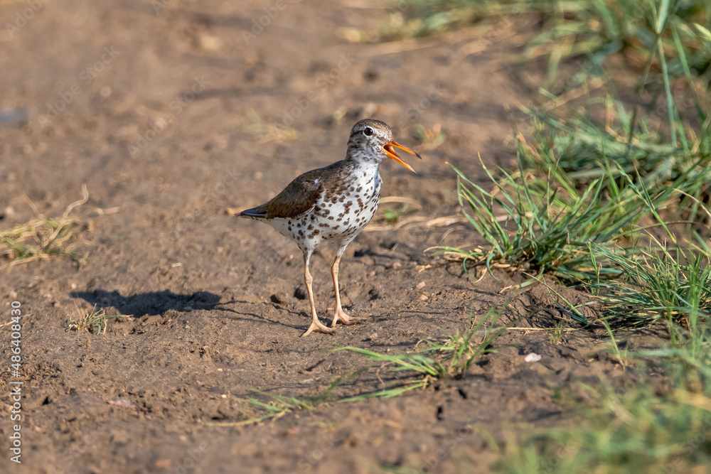 A Spotted Sandpiper bird calling out with an bright orange bill. Viewed closeup on a path. A Spotted Sandpiper bird calling out with an bright orange bill. Viewed closeup on a path.