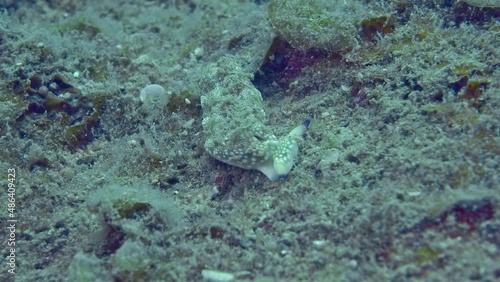 Nudibranch mollusk (Plakobranchus sp.) crawling slowly on the seabed. photo