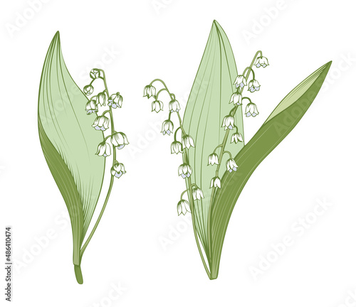 Lilies of the valley are isolated. Vector illustration.