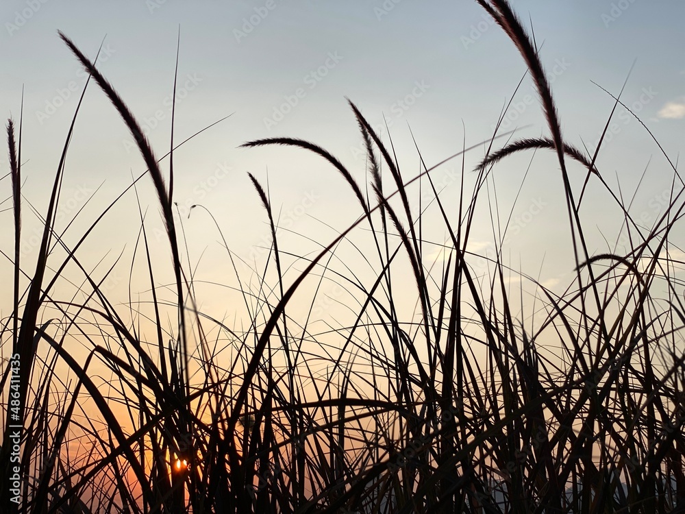 Blade of grass, reeds at sunset. In silhouette. Blade of grass, reeds at sunset. In silhouette.