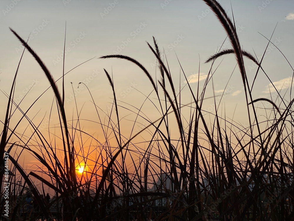 Close-up, reeds at sunset. Blade of grass in silhouette. Close-up, reeds at sunset. Blade of grass in silhouette.