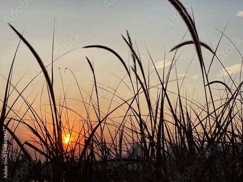 Close-up  reeds at sunset. Blade of grass in silhouette.