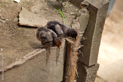 Chicks on a farm near Taxopamba Waterfall outside of Otavalo, Ecuador photo