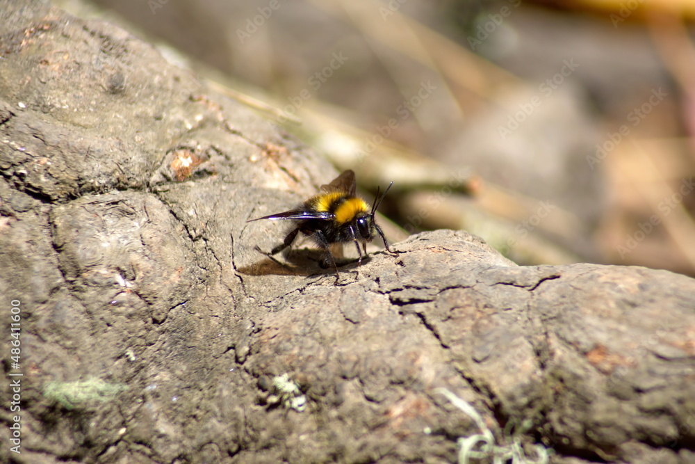 Bumble bee on a rock near the Taxopamba Waterfall outside of Otavalo, Ecuador Bumble bee on a rock near the Taxopamba Waterfall outside of Otavalo, Ecuador