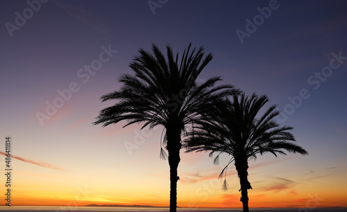 palm silhouette at sunset, palm silhouette, palm trees at sunset © FPLV