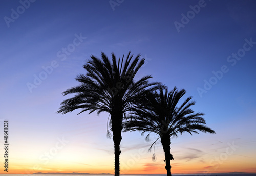silhouette of tree, palm silhouette, palm trees at sunset