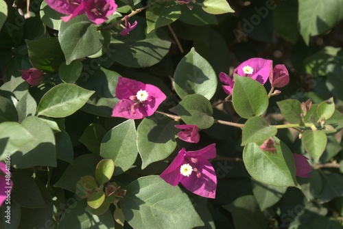 Bougainvillea is a creeper , few people call it as a paper flower  ,which blooms through out the year 
