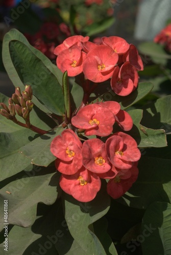 pink colored flower , Euphorbia milli is the name of plan which blooms all year round  