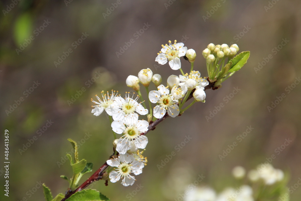 flowers of a tree, U of A Botanic Gardens, Devon, Alberta flowers of a tree, U of A Botanic Gardens, Devon, Alberta