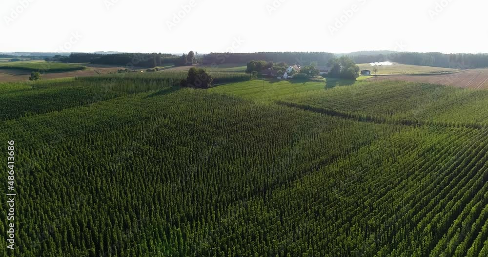 Drone movie shot, drone flight over hops, hop field, camera overview, camera shows juicy green hop field, hops look like geometric patterns, mesmerizing pattern. Drone movie shot, drone flight over hops, hop field, camera overview, camera shows juicy green hop field, hops look like geometric patterns, mesmerizing pattern.