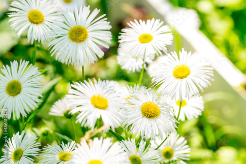 White erigeron in a summer sunny garden