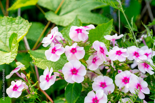 Pale pink with a magenta center phlox in a summer sunny garden