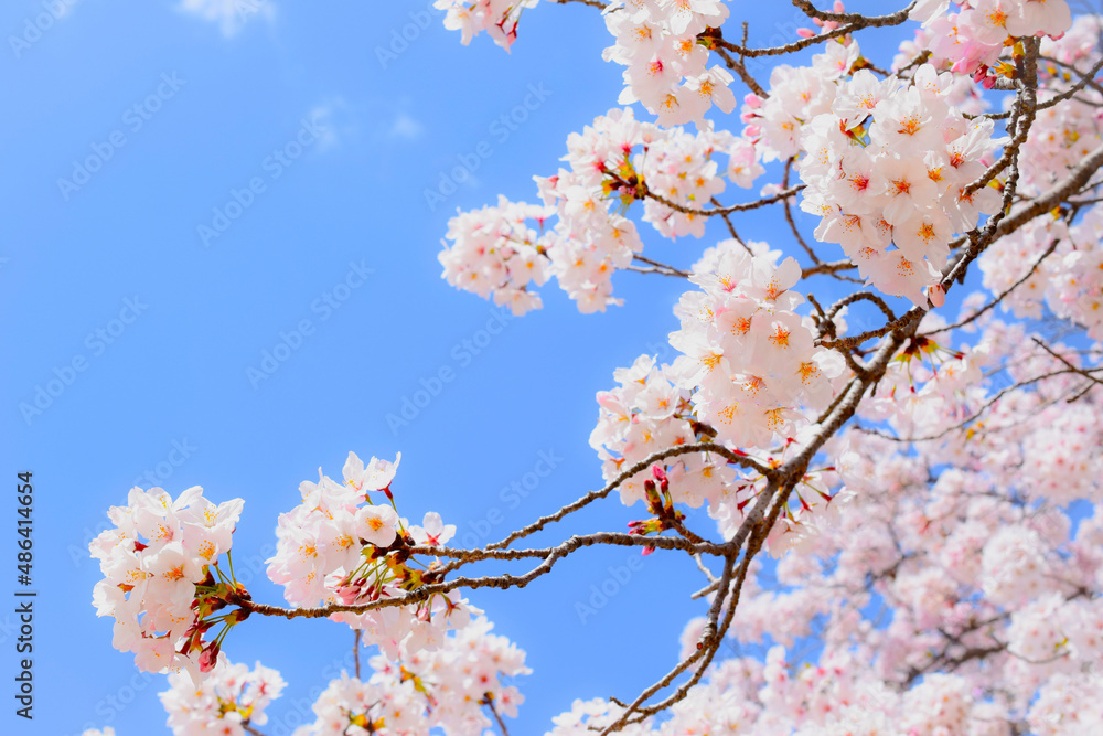 明るい青空と満開の桜の花