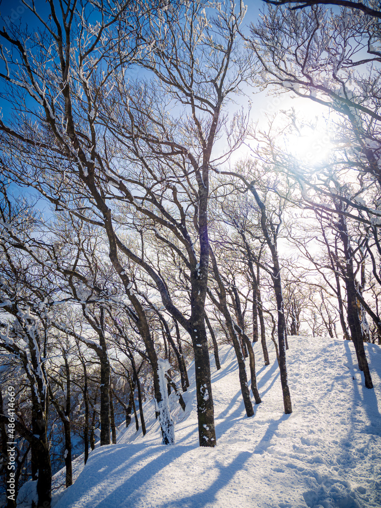 Fototapeta premium 霧氷の森