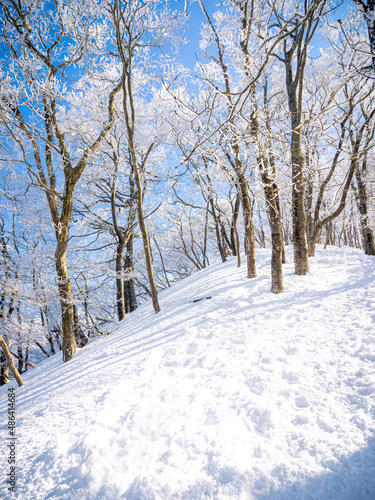 Wallpaper Mural 霧氷の森 Torontodigital.ca
