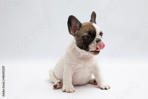 French bulldog in front of a white background  © Thanat