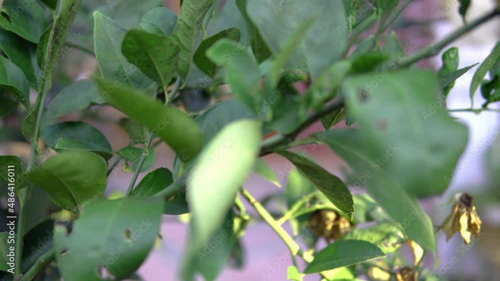 Fresh green lemon limes on tree in organic garden Fresh green lemon limes on tree in organic garden