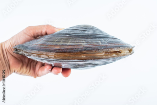 A fresh mussel on a white background © Lili.Q