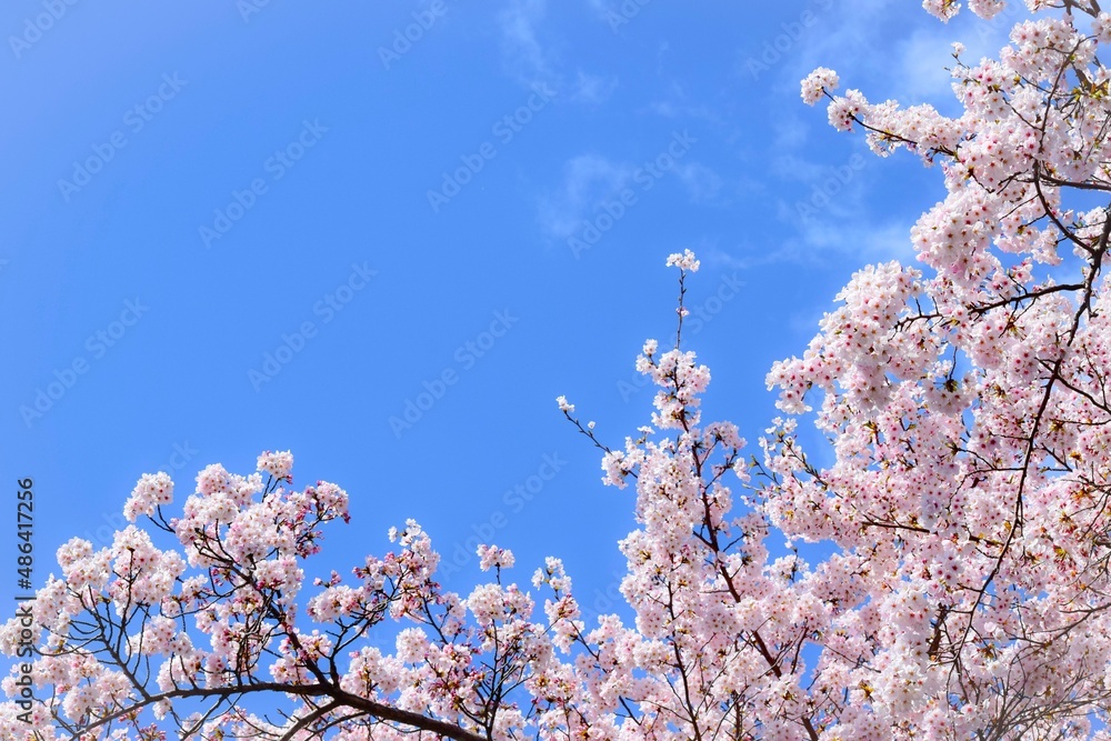 明るい青空と満開の桜の花、桜の咲く日本の春の風景